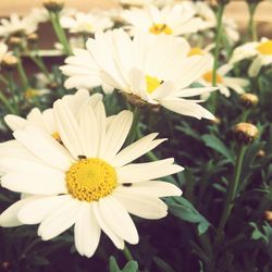 Close-up of white daisy blooming outdoors