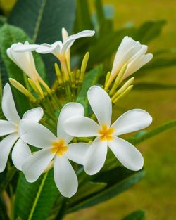 Close-up of white flowers blooming outdoors