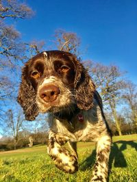 Portrait of dog on field against trees