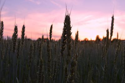 Close-up of stalks in field against sunset sky