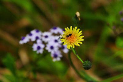 Close-up of yellow flowering plant on field