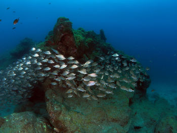 View of fish swimming underwater