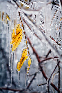 Close-up of yellow flower on tree during winter