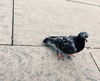 High angle view of pigeon on footpath