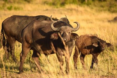 Buffalo family in grass