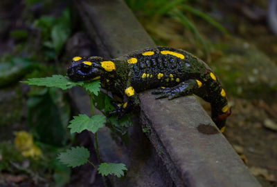 Close-up of a lizard