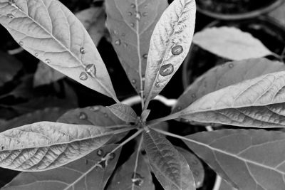 Close-up of wet maple leaves during autumn