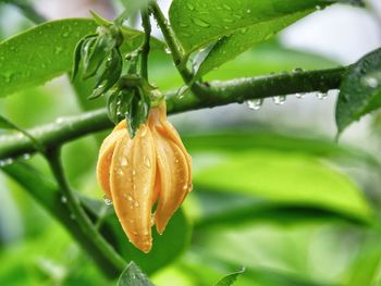 Close-up of wet orange flower