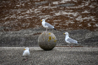 Seagulls perching on a bird