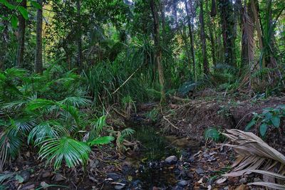 View of trees in forest