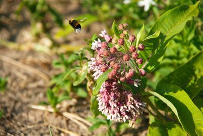 Bee pollinating flower