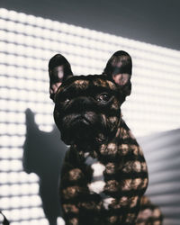 Portrait of black dog at home