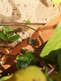 Close-up of insect on leaves