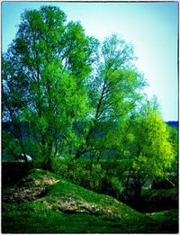 Trees in forest