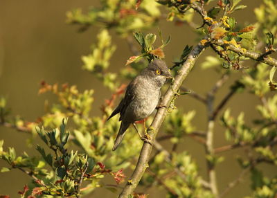 Bird perching on a tree