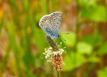 Close-up of butterfly pollinating on flower