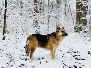 German shepherd exploring the forest covered in snow in winter
