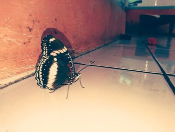 Close-up of butterfly on wall