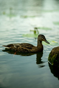 Duck swimming in lake