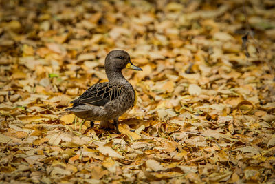 View of bird on dry leaves