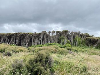 Plants growing on land against sky