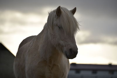 Close-up of an iceland horse