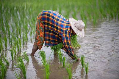 Female farmer working at rice paddy
