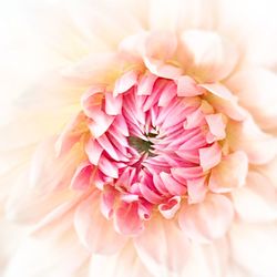 Macro shot of pink rose flower