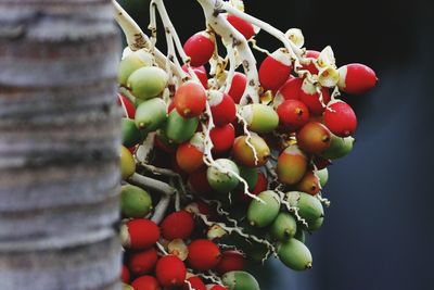 Close-up of betel nuts growing on tree