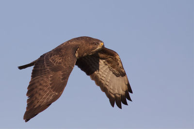 Low angle view of eagle flying in sky