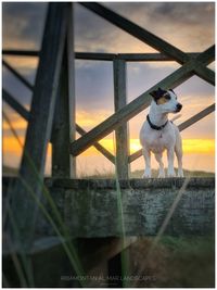 View of a dog looking at sunset