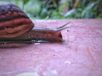 Close-up of snail