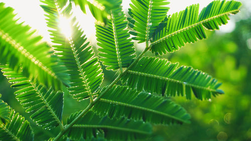 Close-up of palm tree leaves