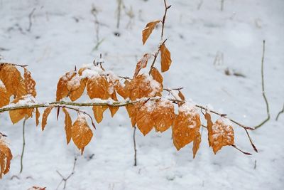 Close-up of frozen beechleaves on a branch during winter