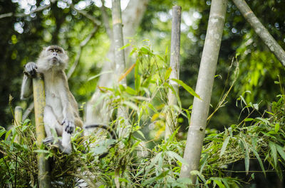 Monkey looking up while sitting by plants in forest