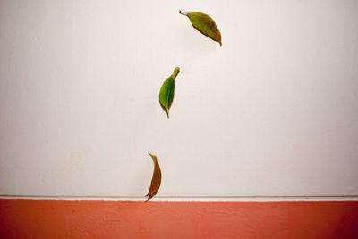 Leaves against wall at home