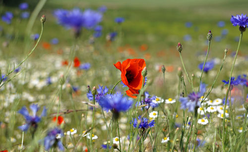 Close-up of red poppy flowers on field