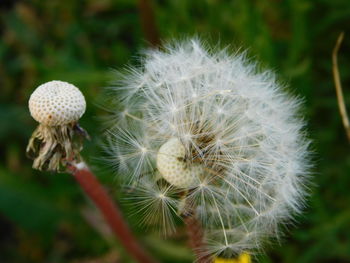 Close-up of white dandelion flower