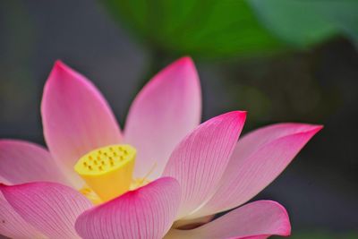 Close-up of pink water lily