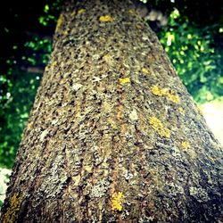 Close-up of tree trunk