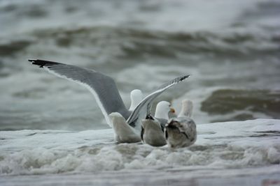 Bird with young ones on snow