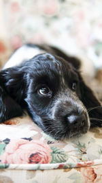 Close-up portrait of a dog