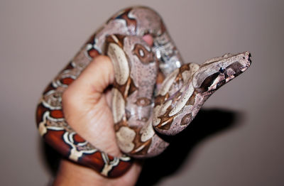 Cropped image of hand holding python