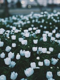 High angle view of white flowers floating on water