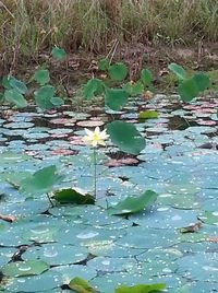 Lotus water lily in pond
