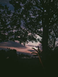 Silhouette trees by plants in forest against sky