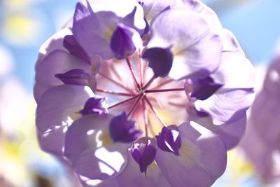 Close-up of purple flowering plant