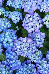 Close-up of blue hydrangea flowers blooming outdoors
