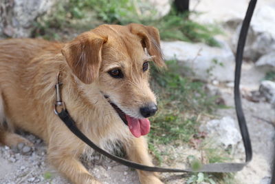 Close-up portrait of a dog looking away
