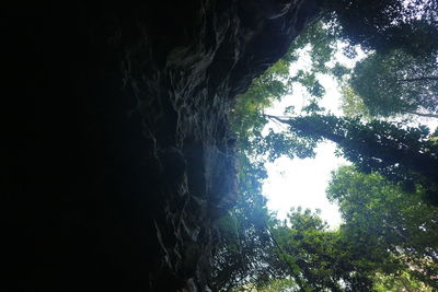 Low angle view of trees growing on rock